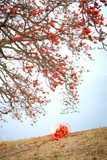 CÂY GẠO