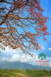 CÂY GẠO
