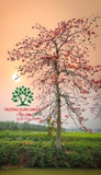 CÂY GẠO