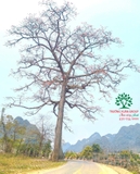 CÂY GẠO