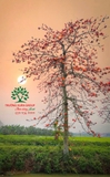 CÂY GẠO