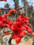 CÂY GẠO