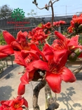 CÂY GẠO