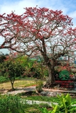 CÂY GẠO