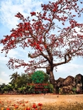 CÂY GẠO