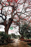 CÂY GẠO