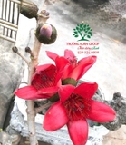 CÂY GẠO