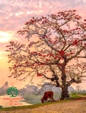 CÂY GẠO