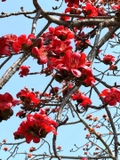 CÂY GẠO