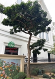 Cây Trứng Gà