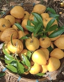 Cây Trứng Gà