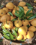 Cây Trứng Gà