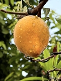 Cây Trứng Gà
