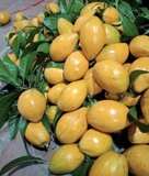 Cây Trứng Gà
