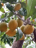 Cây Trứng Gà