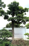 Cây Trứng Gà
