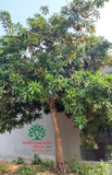 Cây Trứng Gà