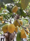 Cây Trứng Gà
