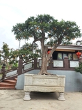Cây Trứng Gà