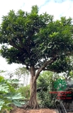Cây Trứng Gà
