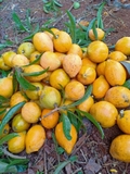 Cây Trứng Gà