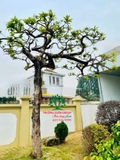 Cây Trứng Gà