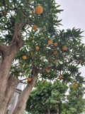 Cây Trứng Gà