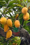 Cây Trứng Gà