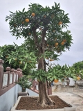 Cây Trứng Gà