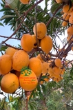Cây Trứng Gà