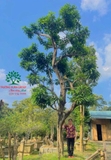 Cây Trứng Gà