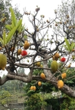 Cây Trứng Gà