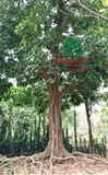 Cây Trứng Gà