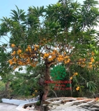Cây Trứng Gà