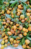 Cây Trứng Gà
