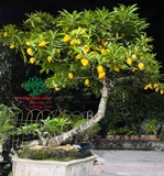 Cây Trứng Gà