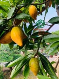 Cây Trứng Gà