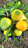Cây Trứng Gà