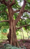 Cây Trứng Gà