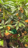 Cây Trứng Gà