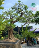 Cây Trứng Gà