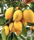 Cây Trứng Gà