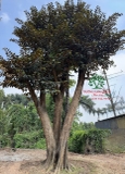 Cây Vú Sữa