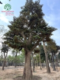 Cây Vú Sữa