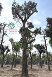 Cây Vú Sữa