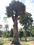 Cây Vú Sữa