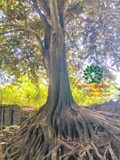 Cây Vú Sữa