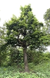 Cây Chay