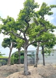 Cây Chay