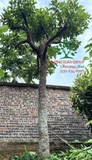 Cây Chay
